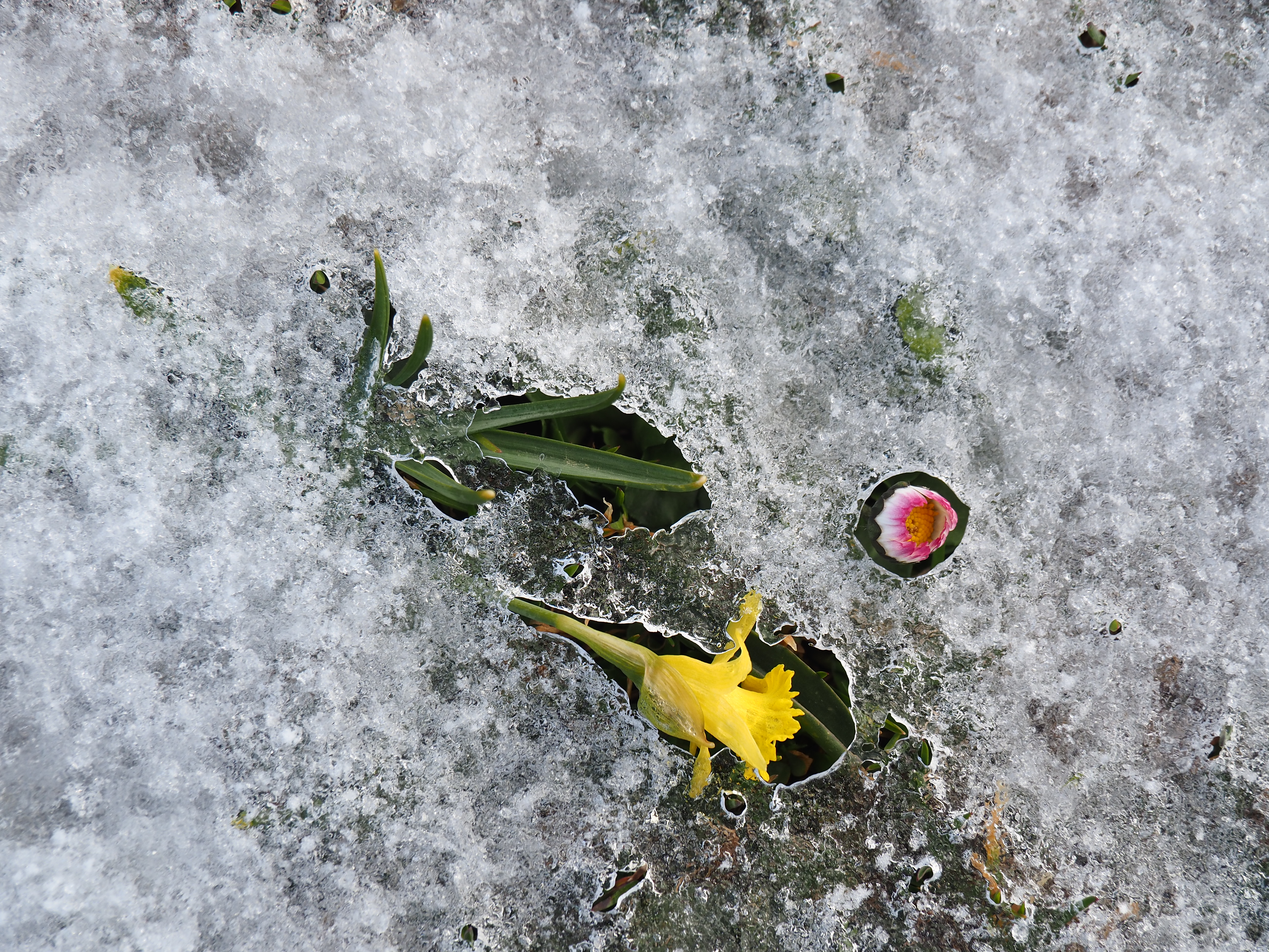 flor en invierno